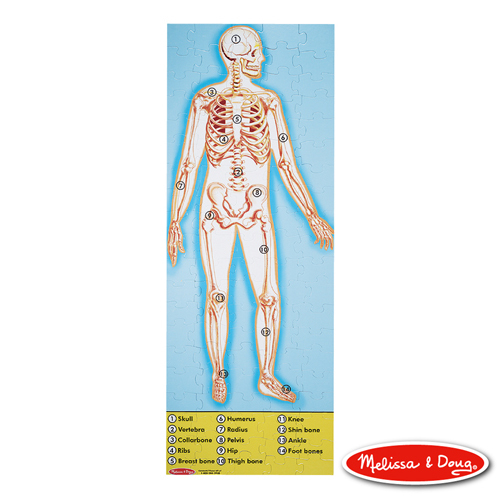 MD445 - MD 地板拼圖-人體解剖學,100 片